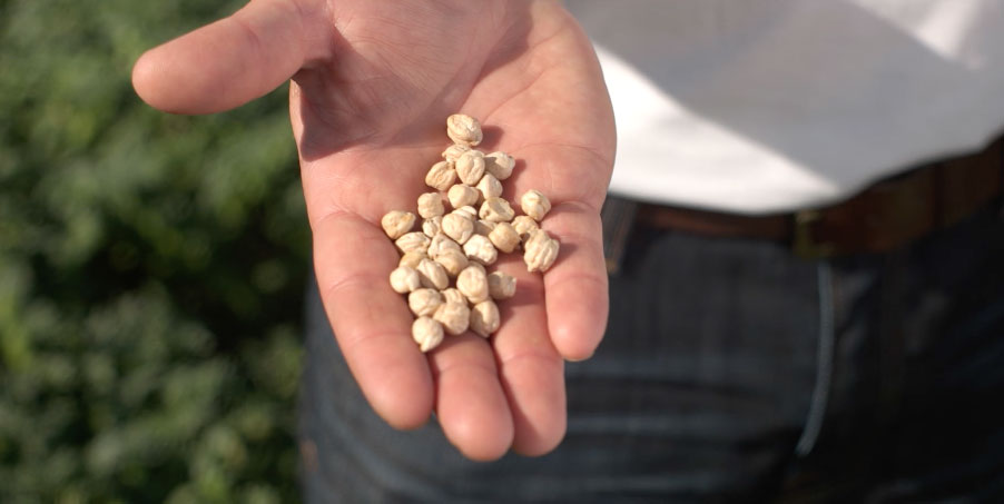 Dried Chickpeas in Hand
